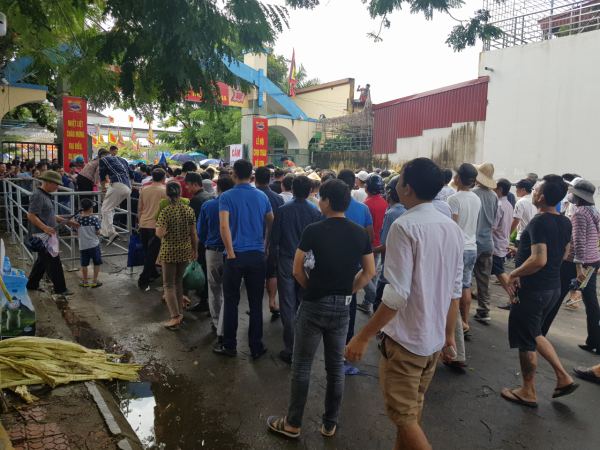 Hải Phòng: Hàng vạn du khách chen chân, đội mưa xem chọi trâu Đồ Sơn
