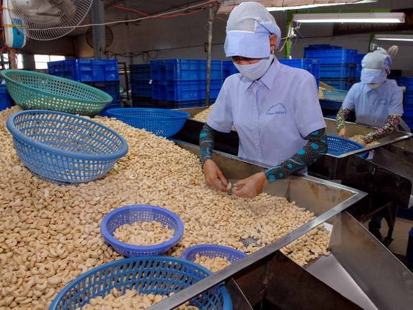 Giải bài toán nguyên liệu cho ngành chế biến xuất khẩu điều