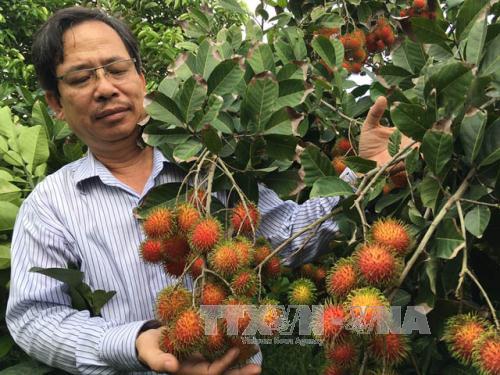 Phát hiện giống chôm chôm mới năng suất cao