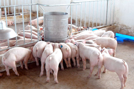 Giá lợn hơi chạm mức 35 nghìn đồng/kg: Có phải tăng “ảo”?