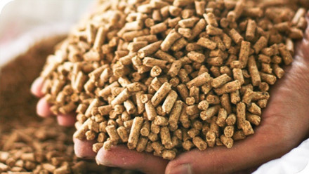 1,8 tỷ USD nhập khẩu thức ăn chăn nuôi và nguyên liệu 6 tháng